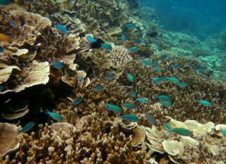 Reef fate bleak, not fatal under coral-centric models