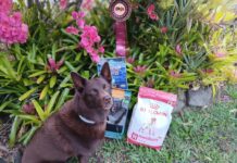 Rocky rocks the Queensland Scent Work titles