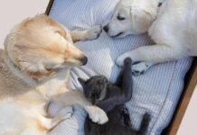 Appeals for urgent foster carers amid overwhelming demand