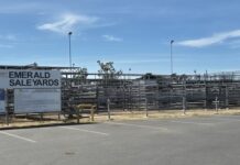 Prime cattle in strong demand