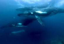 Divers have a whale of a time
