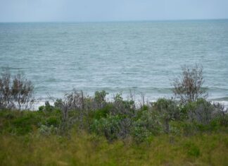 Council issues firm reminder on illegal tree planting and vandalism