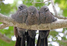 ‘Apostles’ are found in groups