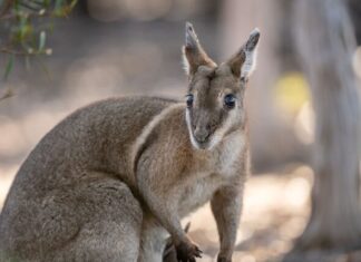 Nature refuge sold to bush heritage