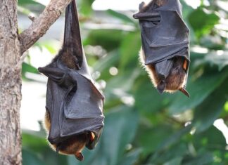 Queenslanders urged to stay away from bats
