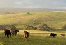 Beef over ‘vague’ new laws