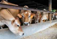 Beef over Chinese tariffs