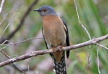 This bird outsources its parenting