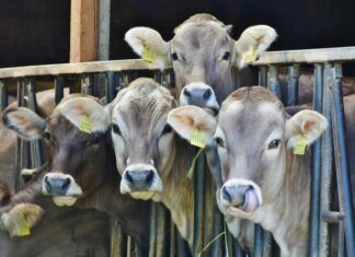 Yardings down at Gracemere