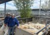 Heifers lift Gracemere market