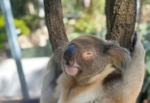 Cool koala Shaun will be missed by community