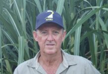 2026 sugar season: strong crops, weak prices, and a global sugar Glut