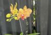 Orchids in bloom at Autumn show