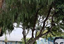 Council eyes future precinct