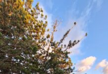 Youth take the lead at Beach Beats Festival